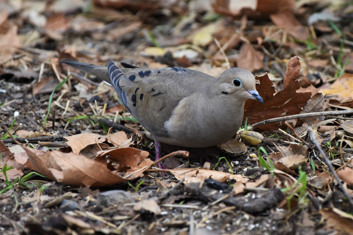 Mourning Dove - Thomas Van Huss