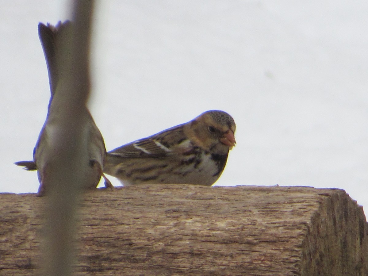 Harris's Sparrow - ML308196811