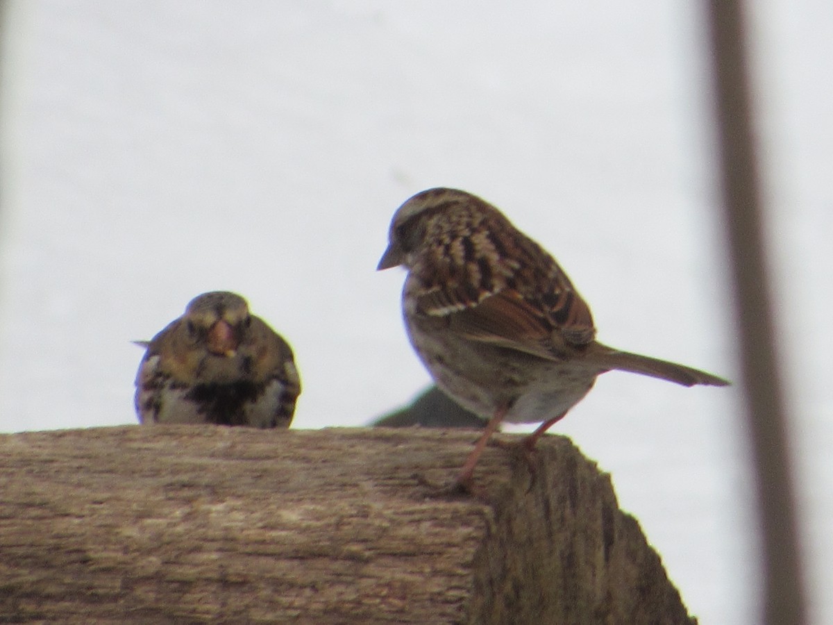 Harris's Sparrow - ML308196831