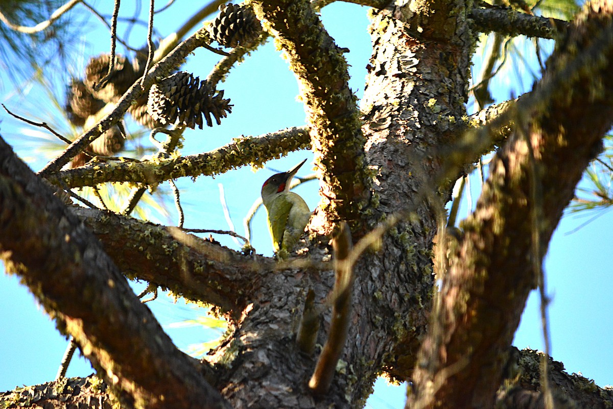 Iberian Green Woodpecker - ML308197141
