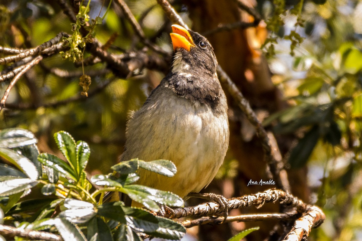 Golden-billed Saltator - ML308199331