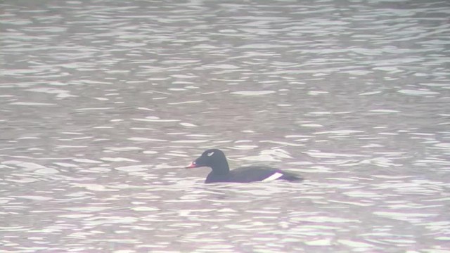 White-winged Scoter - ML308199791