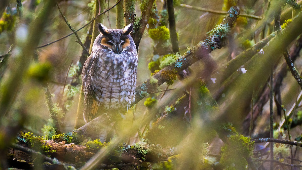 Long-eared Owl - Anonymous