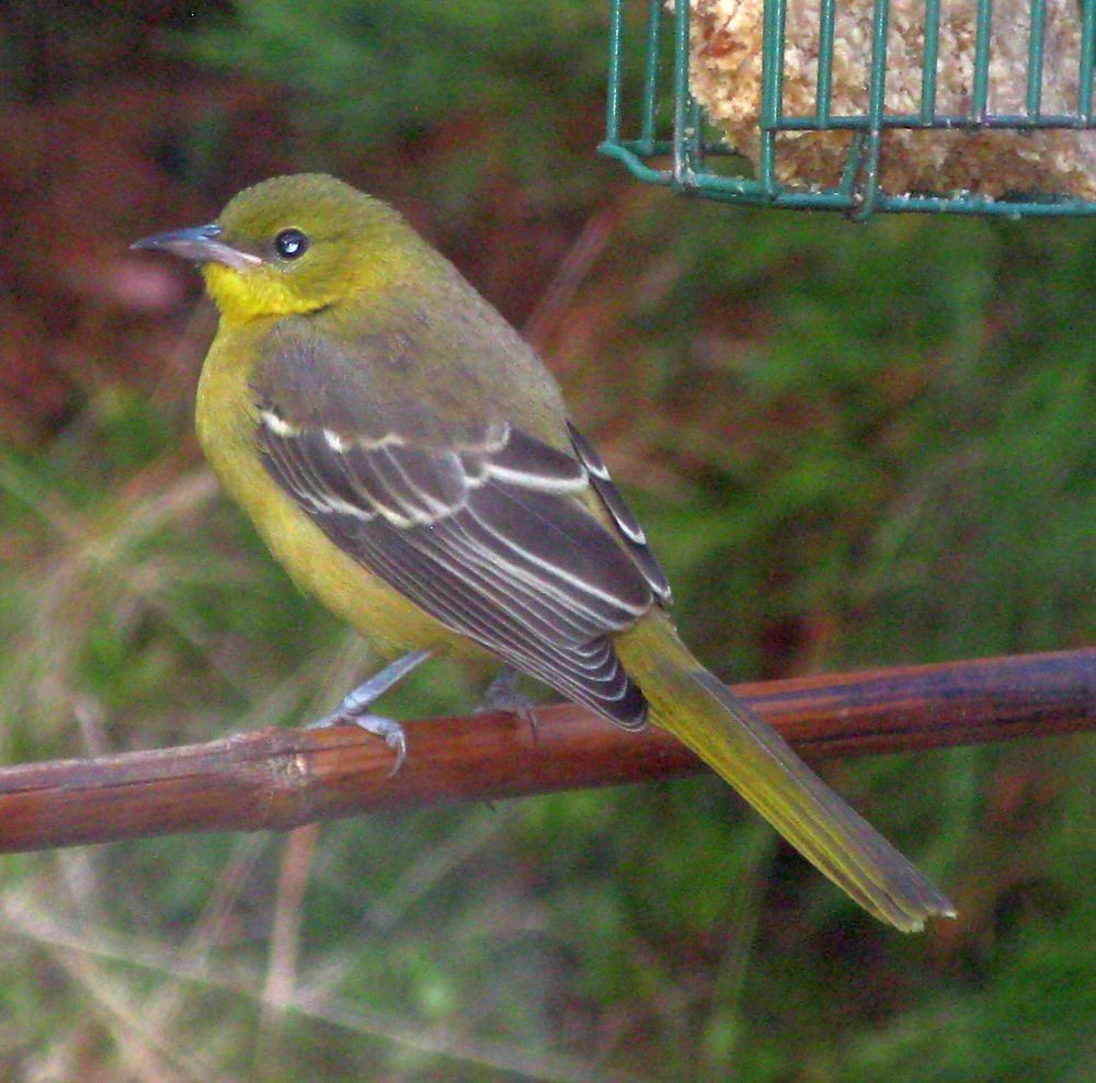 Hooded Oriole - ML308207571