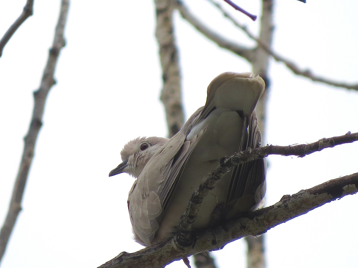 African Collared-Dove - Ted Floyd