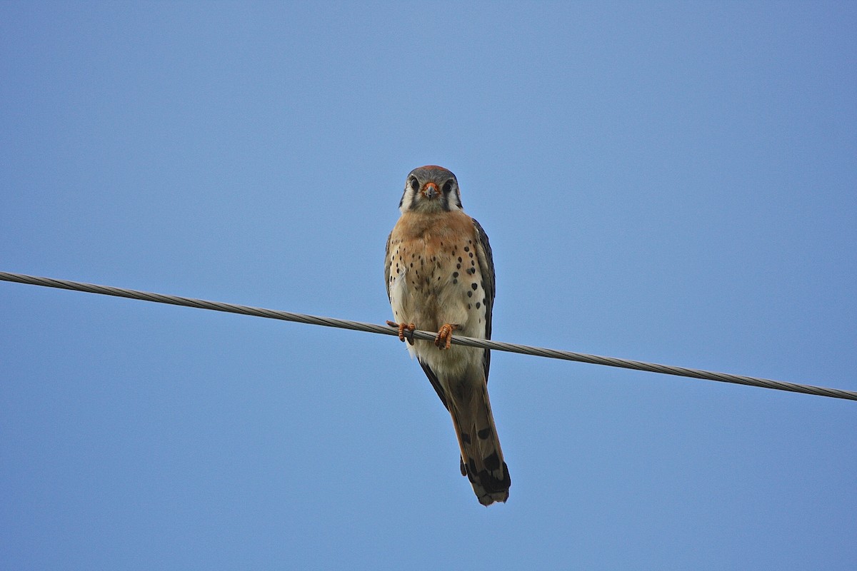 American Kestrel - ML30820821