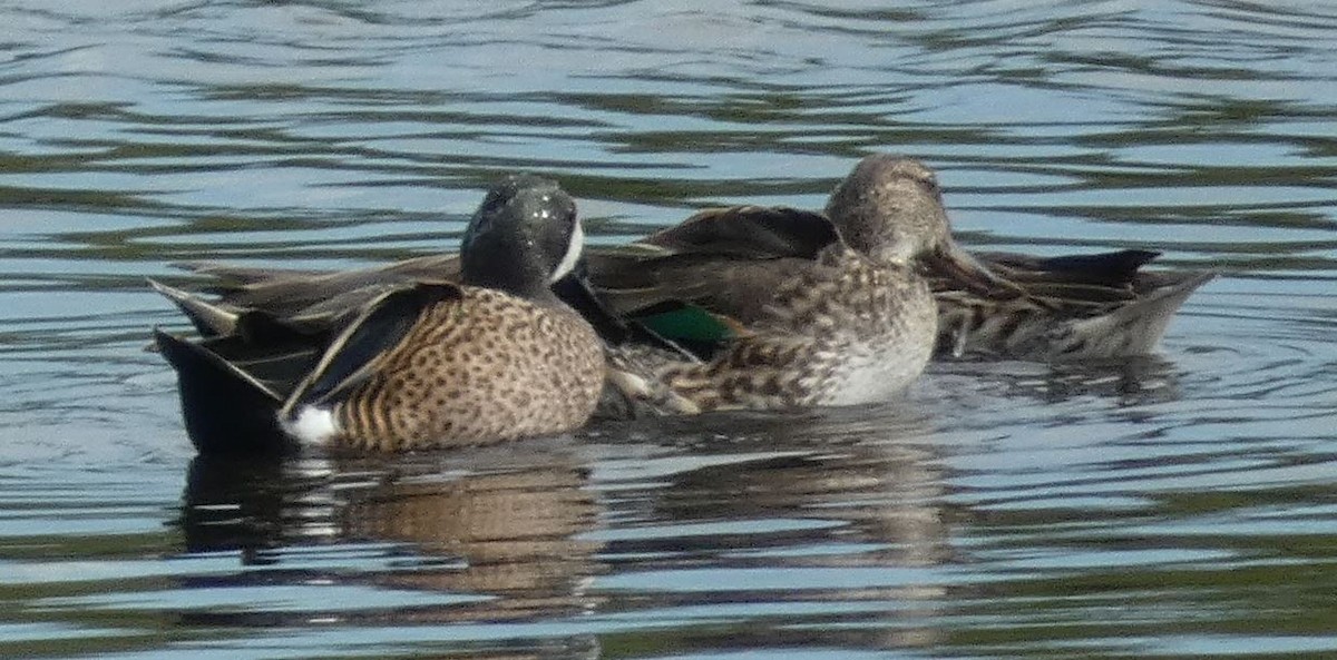 Green-winged Teal (American) - ML308208331