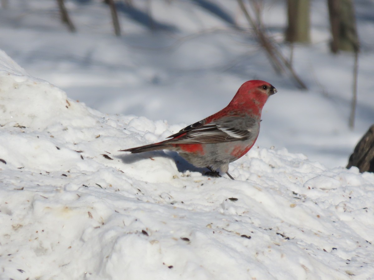 Нарсны шүршүү - ML308212881