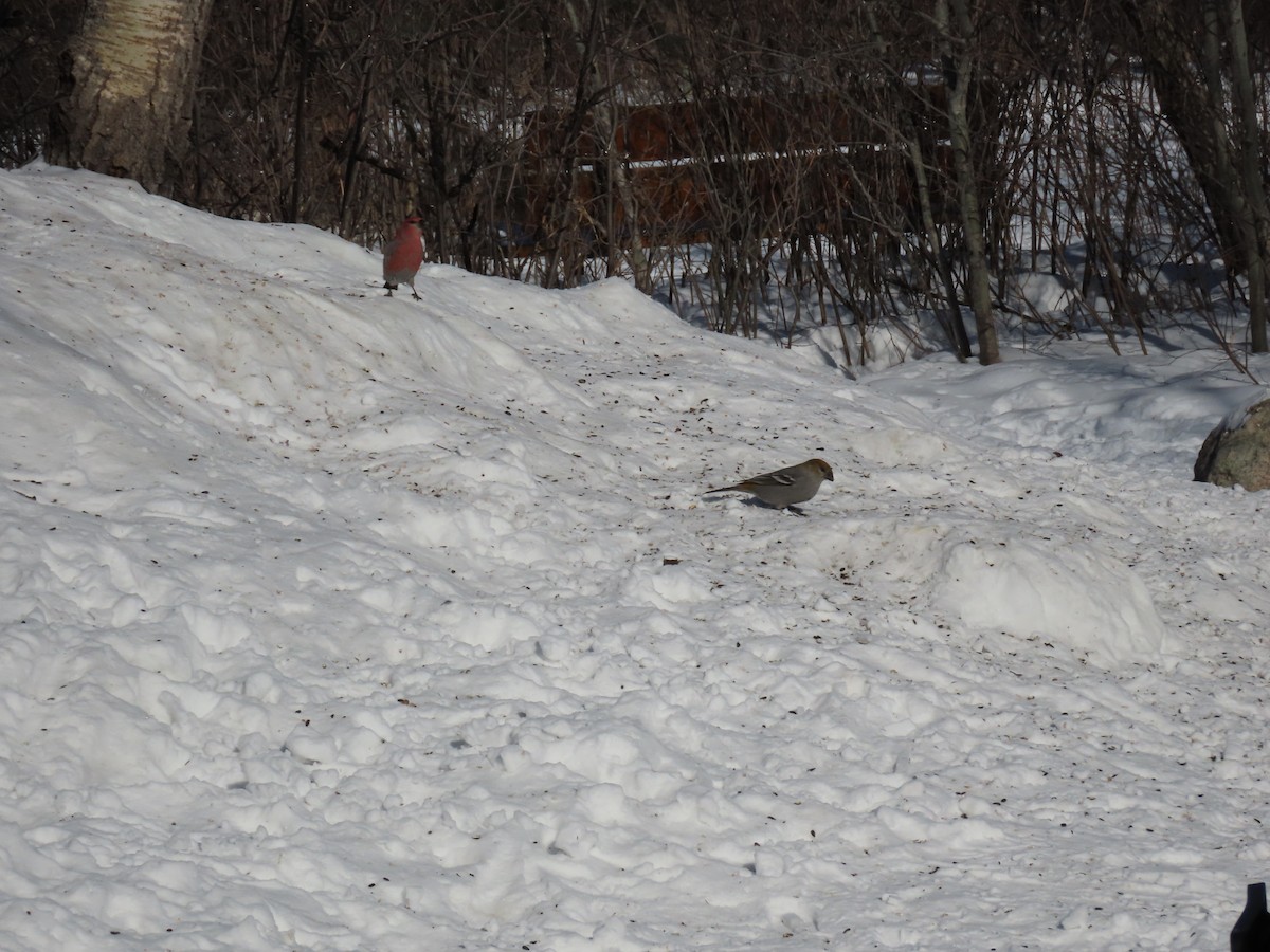 Нарсны шүршүү - ML308212911