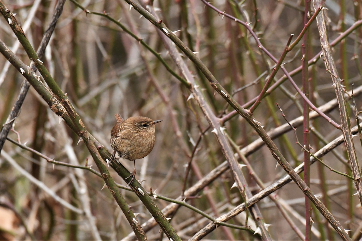 Troglodyte des forêts - ML308214241