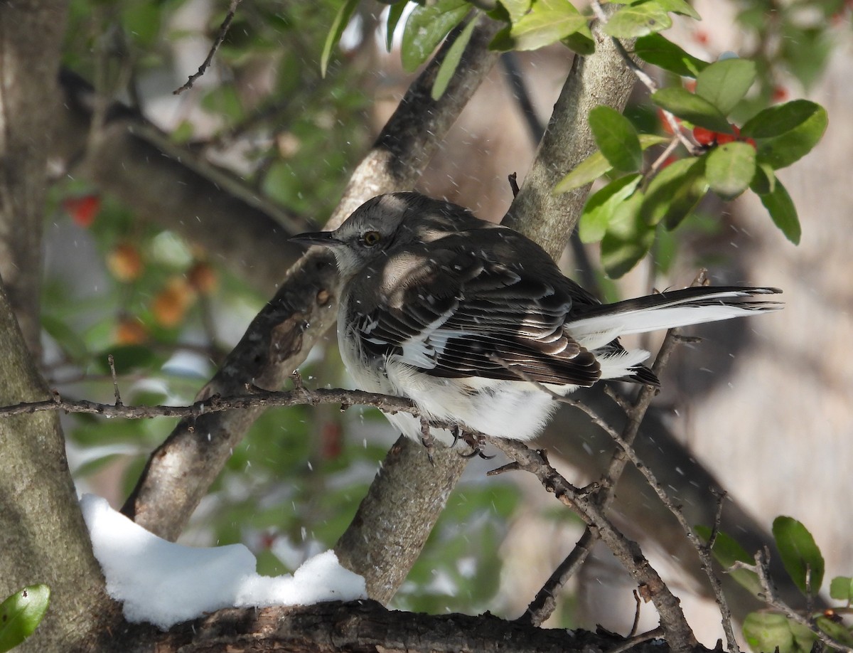 Northern Mockingbird - ML308215811
