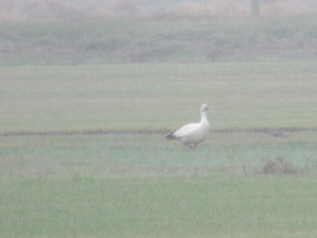 Snow Goose - ML308215951