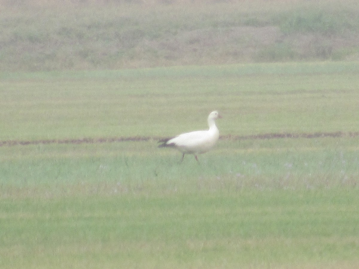 Snow Goose - ML308216041