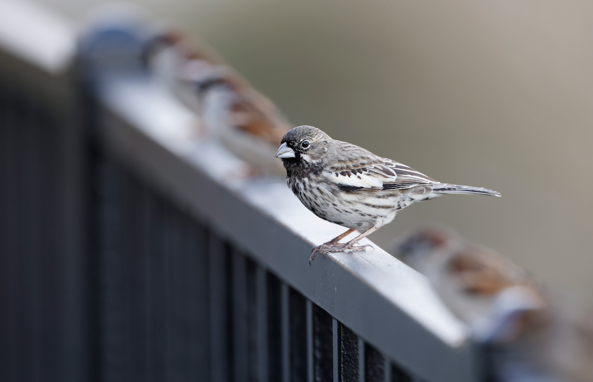 Lark Bunting - ML308218551