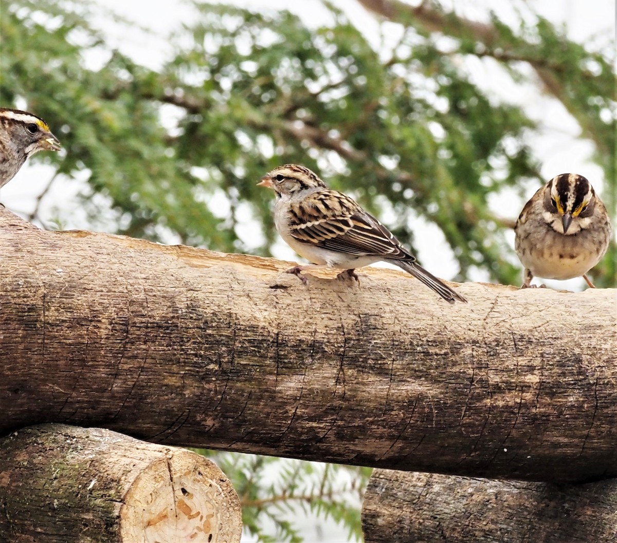 Chipping Sparrow - ML308218881