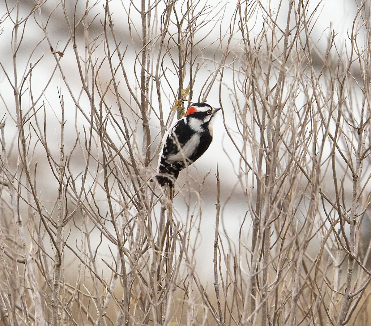 Downy Woodpecker - ML308221111