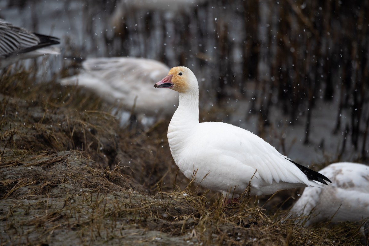 Snow Goose - ML308221711