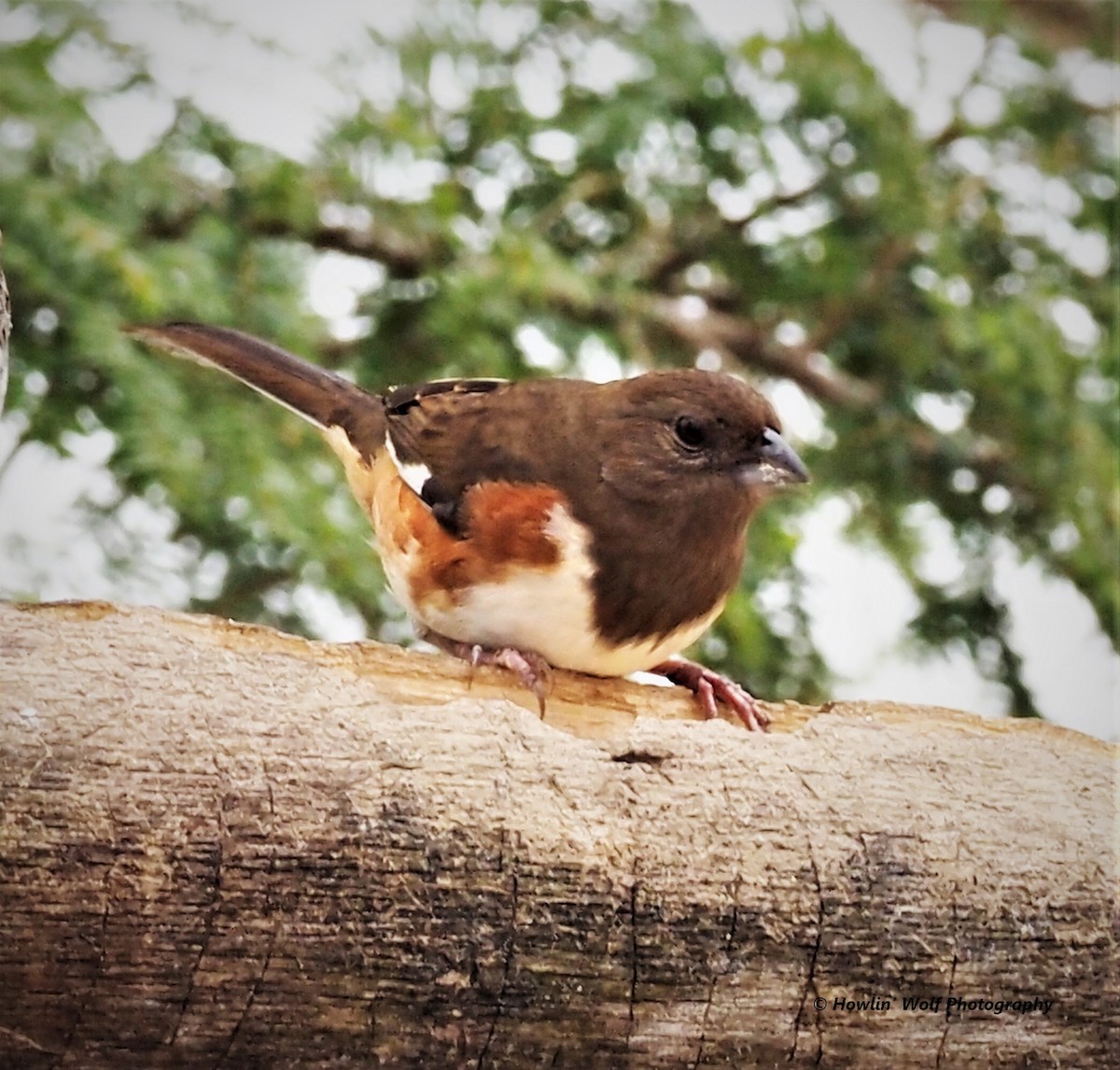 Eastern Towhee - ML308221731