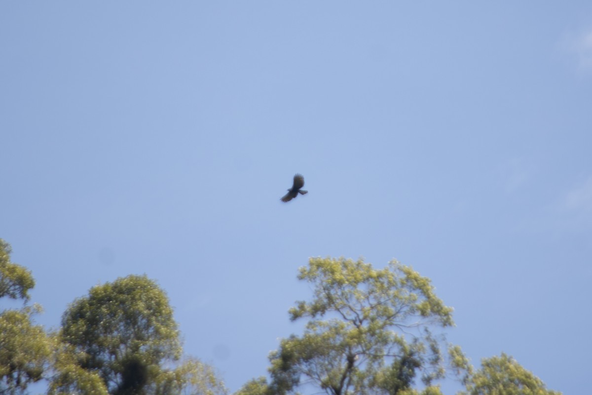 Black Hawk-Eagle - María Vargas Valverde