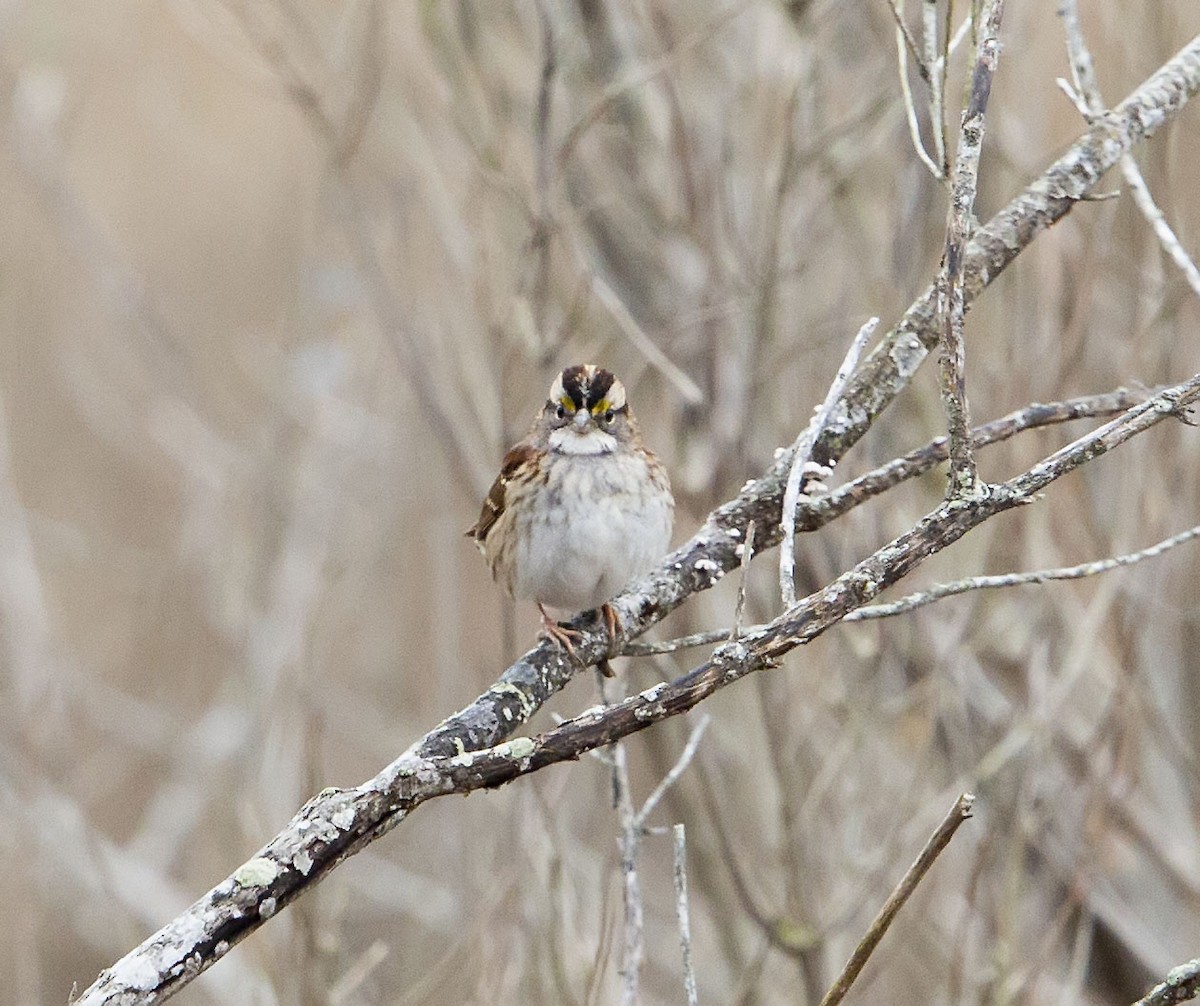 White-throated Sparrow - terry moore