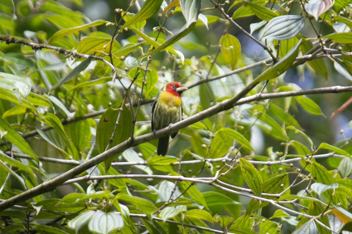 Red-headed Barbet - María Vargas Valverde