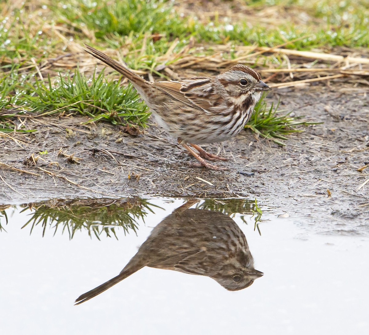 Song Sparrow - ML308223291