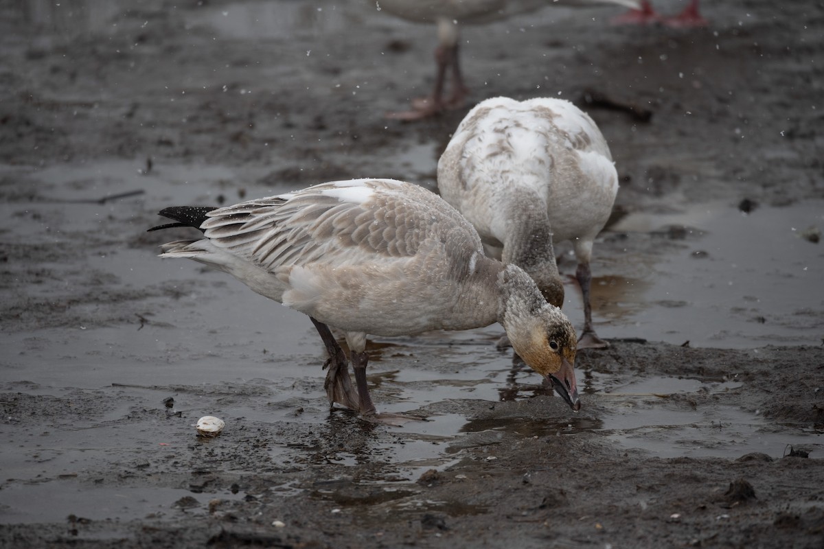 Snow Goose - Sam MacTavish