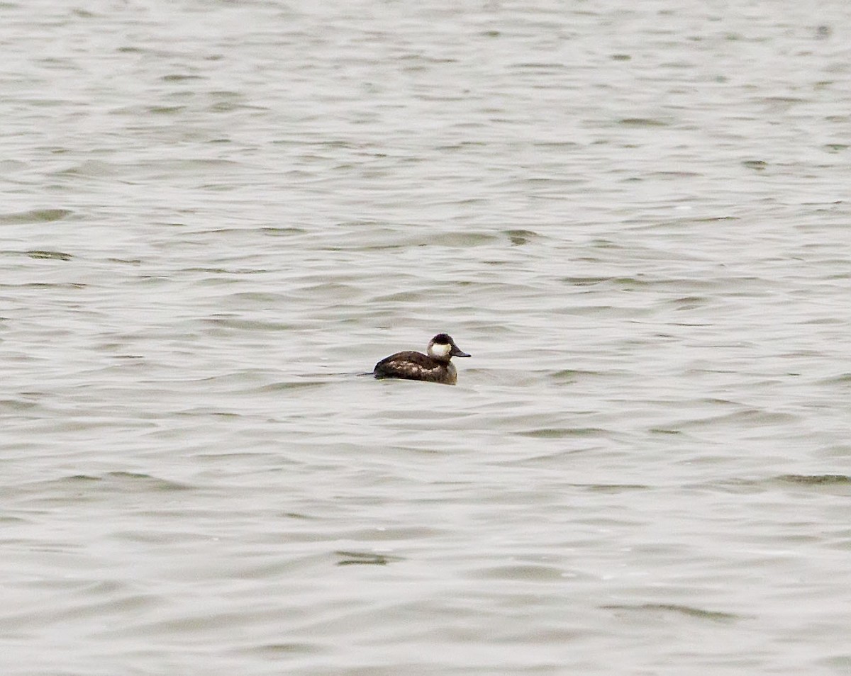 Ruddy Duck - ML308225381