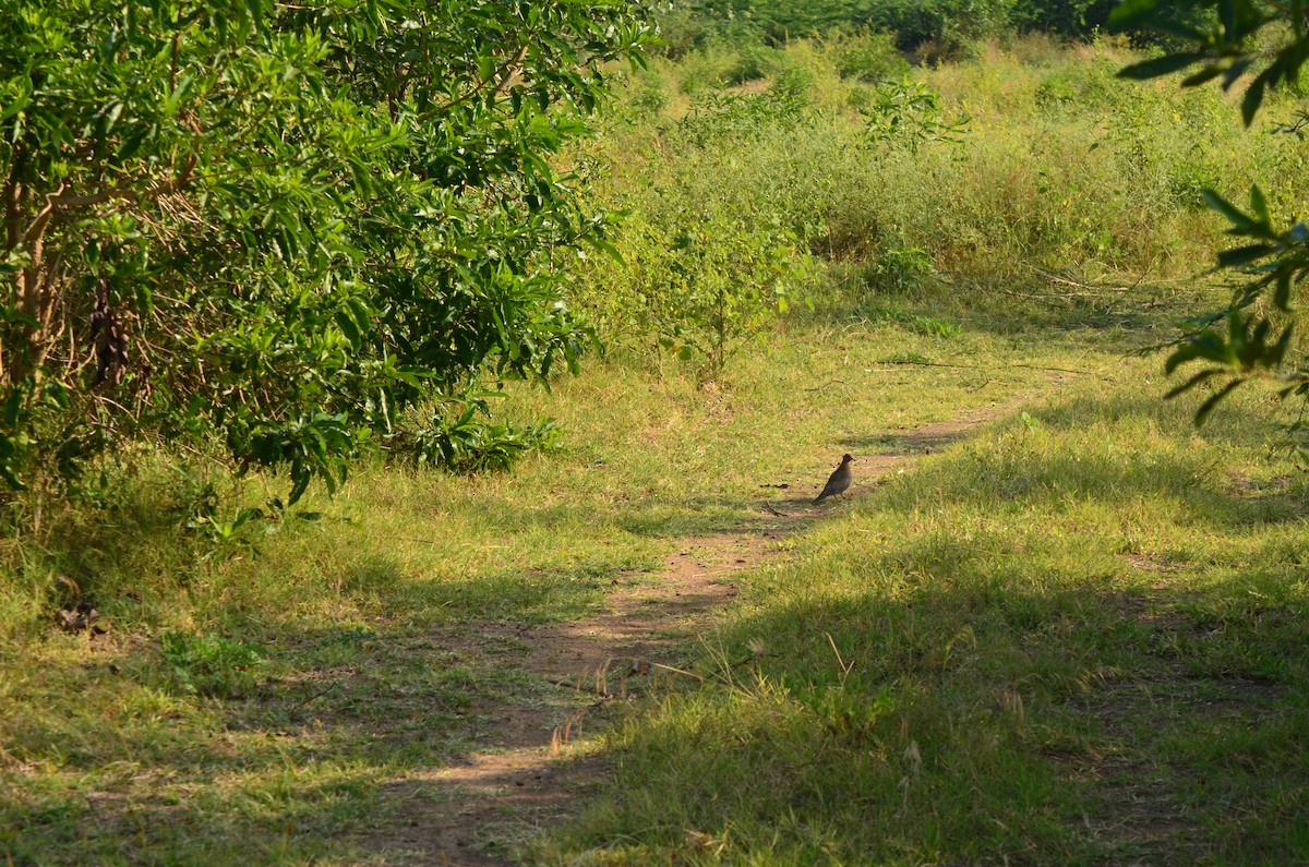 Laughing Dove - ML308226761