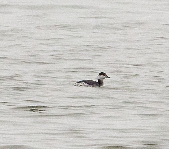 Horned Grebe - ML308228641