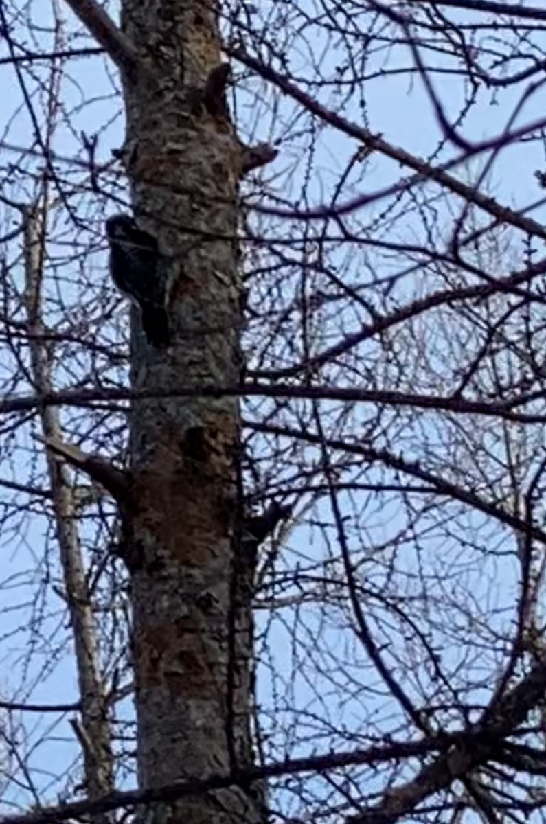 American Three-toed Woodpecker (Eastern) - ML308230041