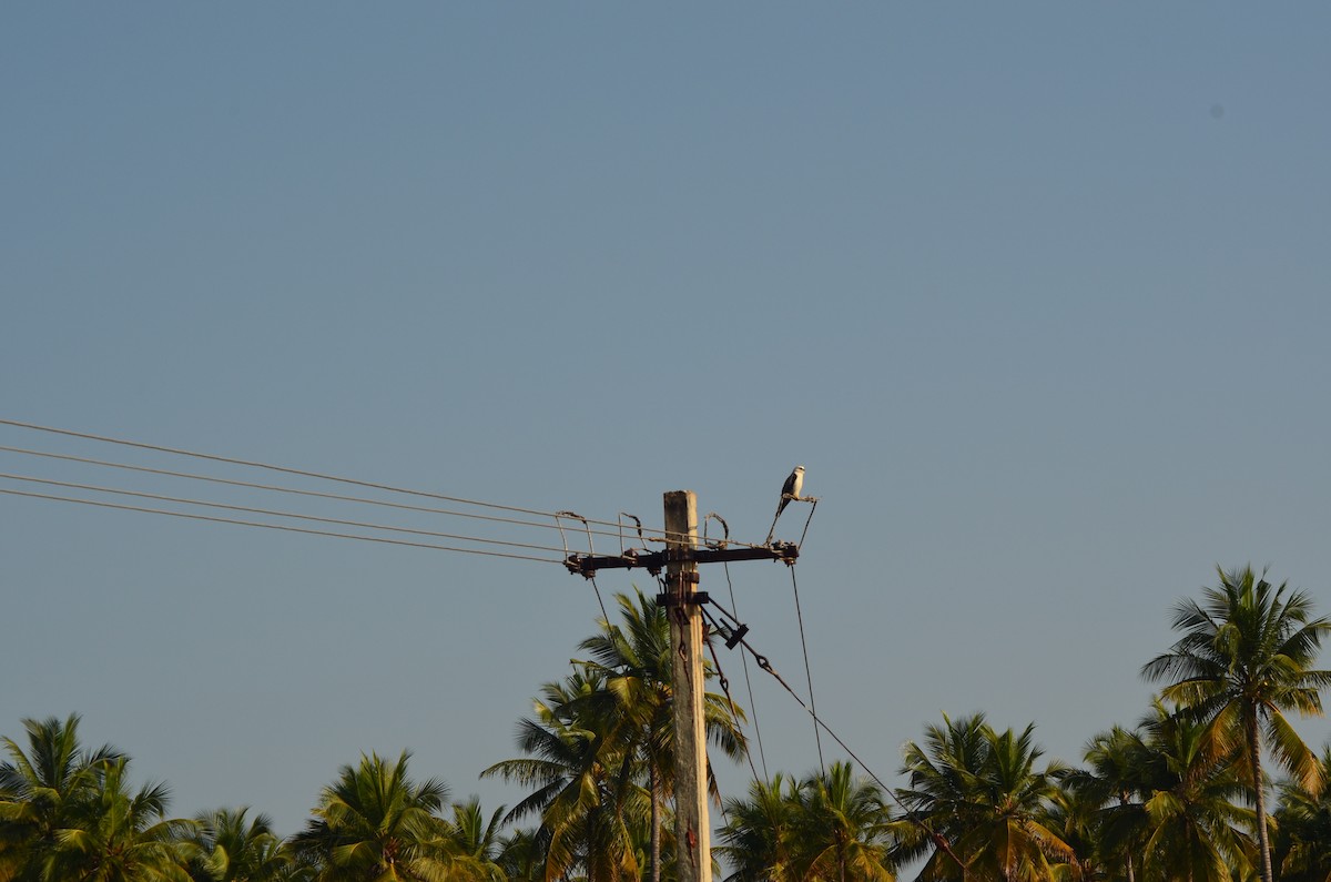 Black-winged Kite - vaazhaikumar kumar