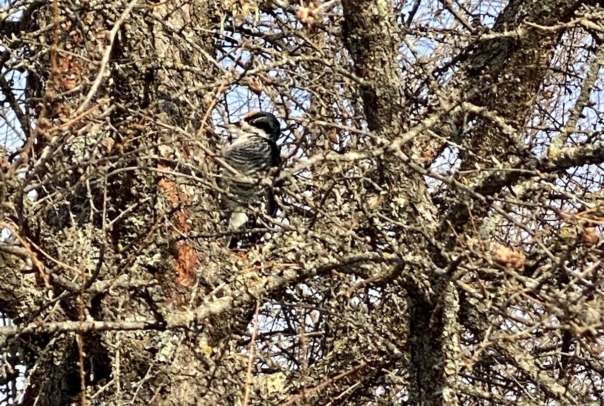 Black-backed Woodpecker - ML308230451