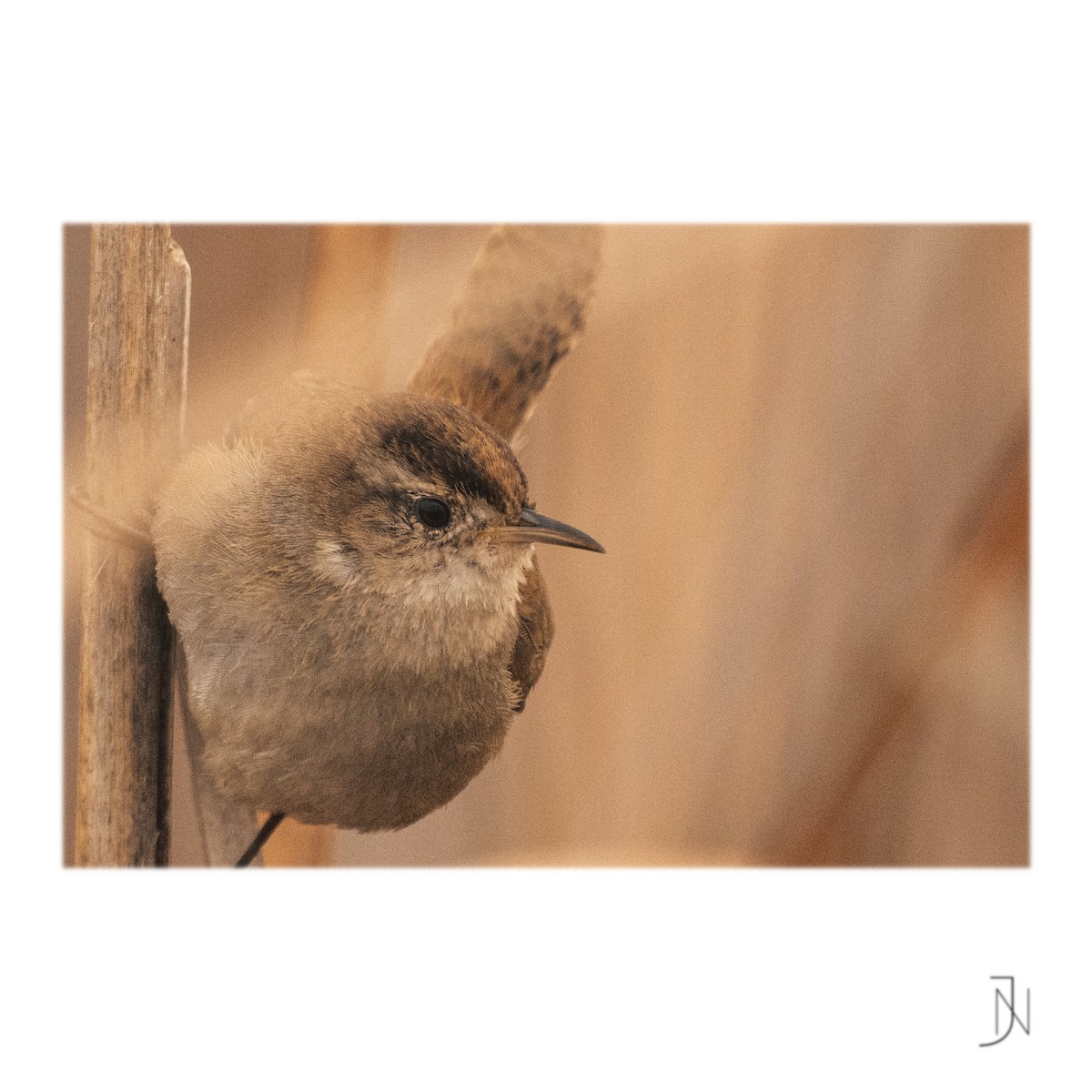 Marsh Wren - ML308230611