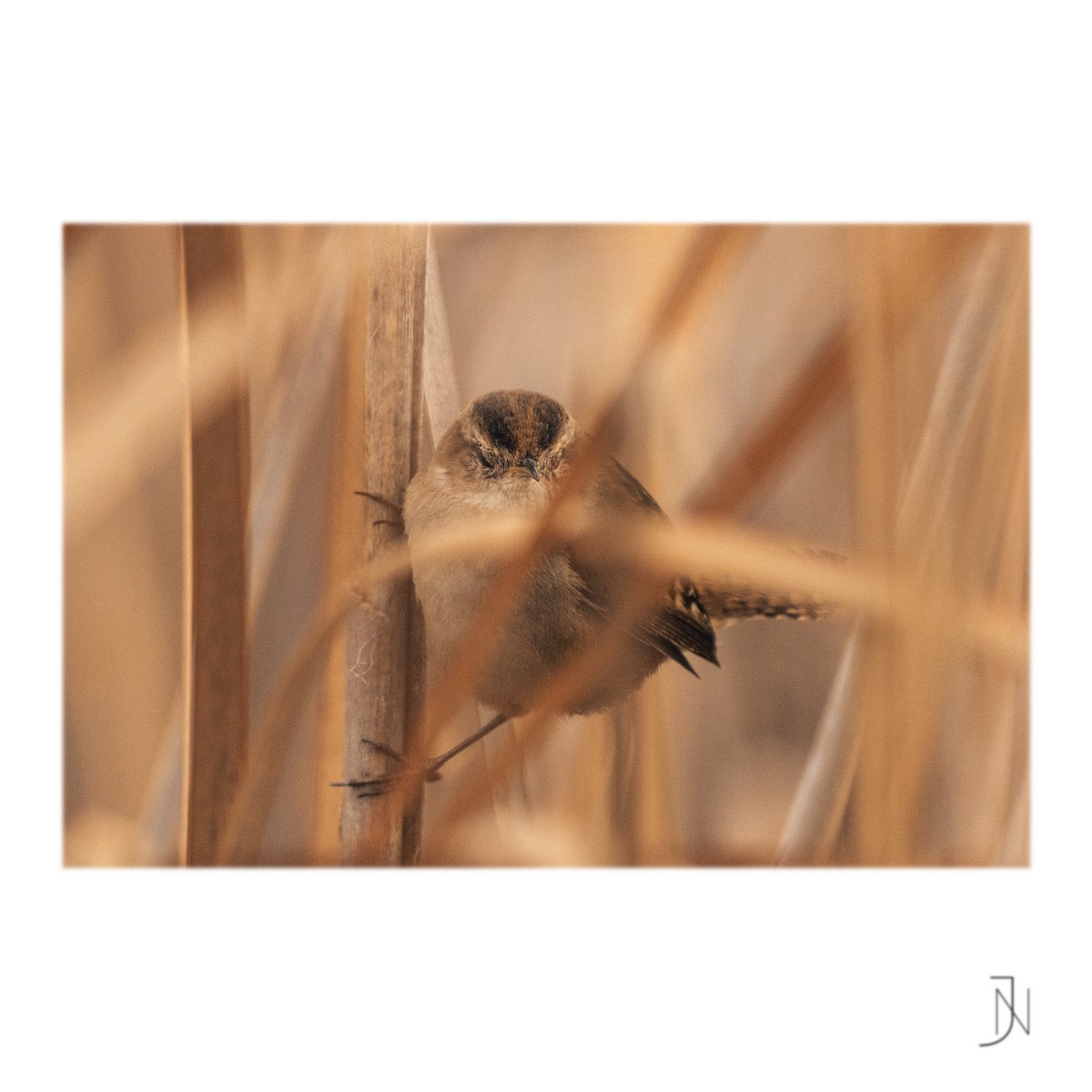 Marsh Wren - ML308230641