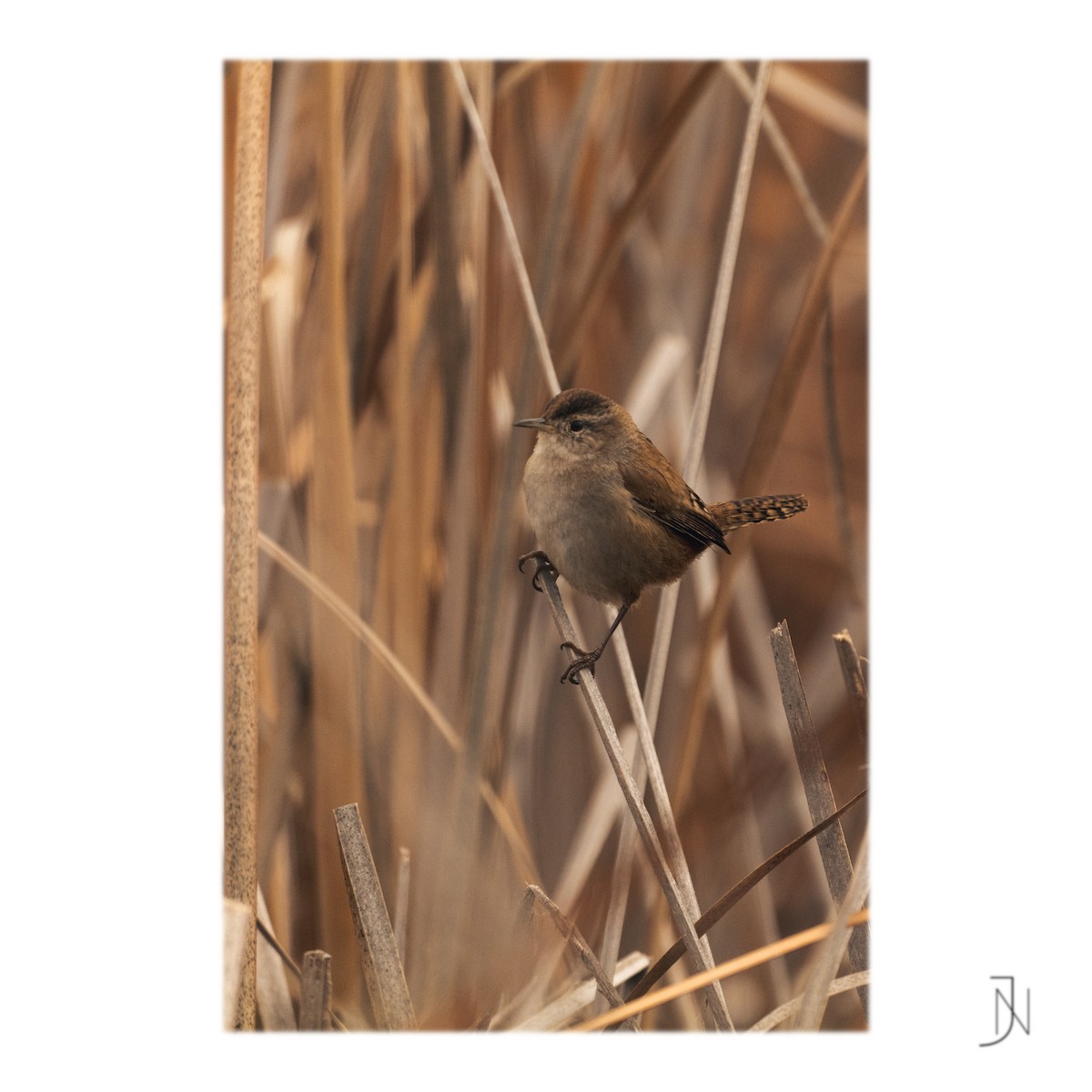 Marsh Wren - ML308230651