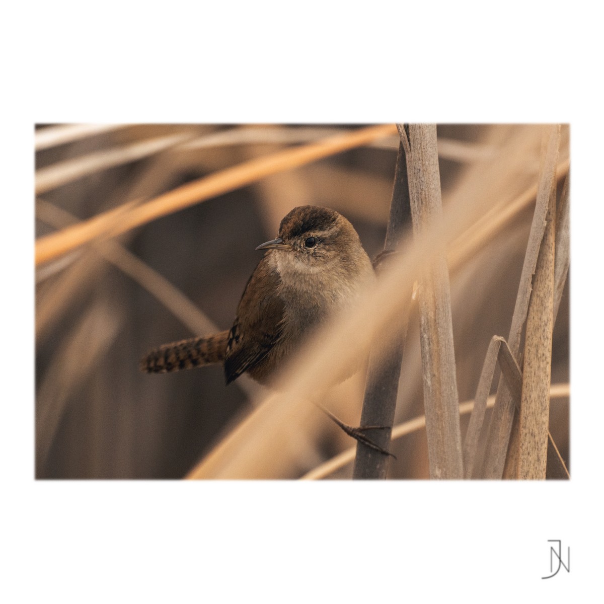 Marsh Wren - ML308230661