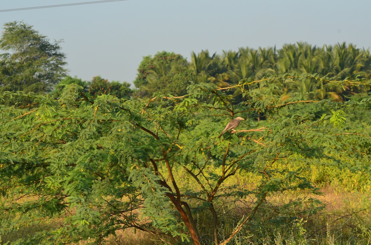 Yellow-billed Babbler - ML308230731