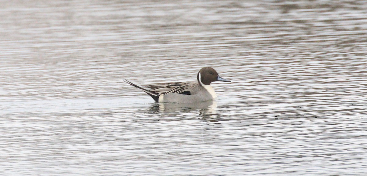 Northern Pintail - Lillian Lugo