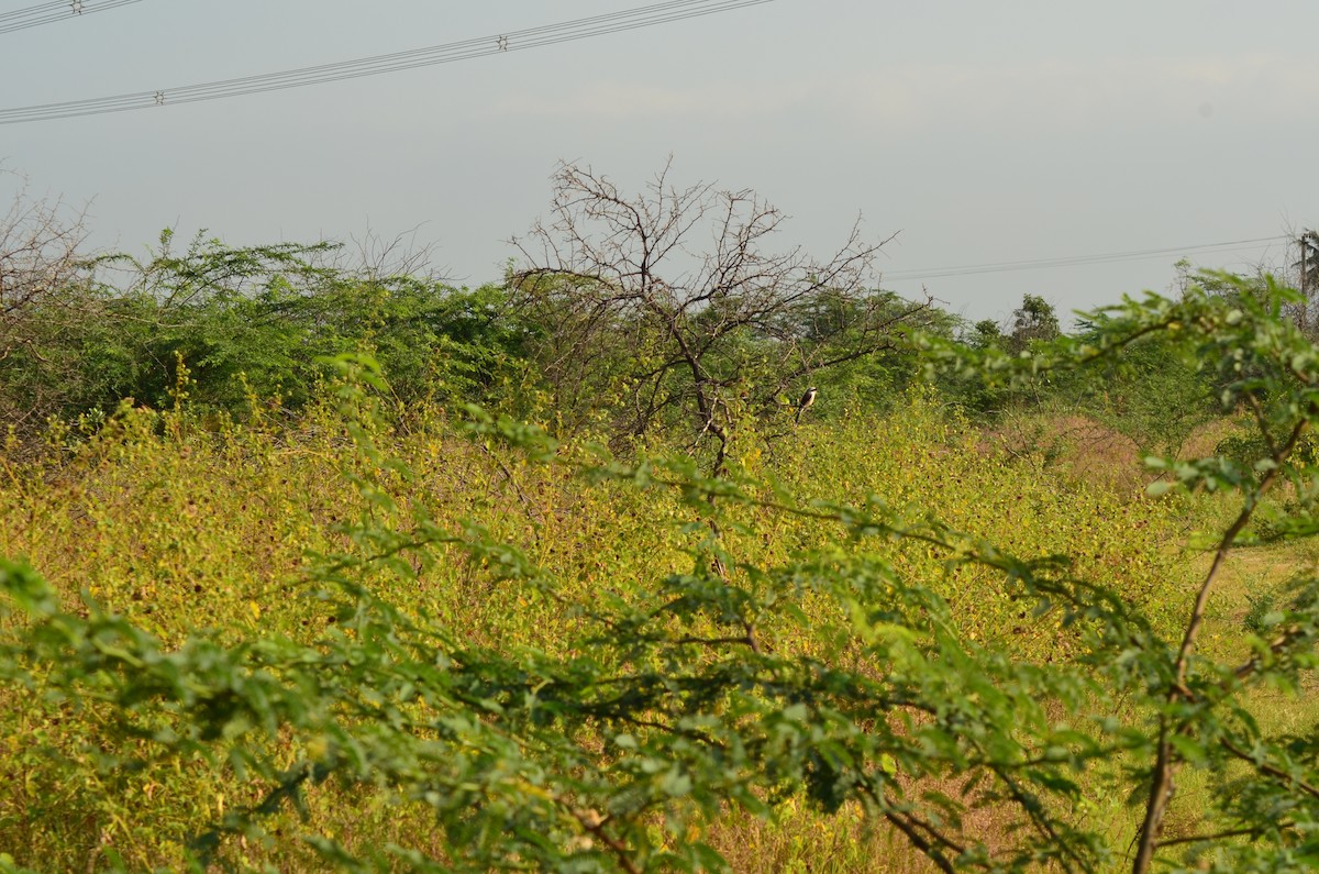 Bay-backed Shrike - vaazhaikumar kumar