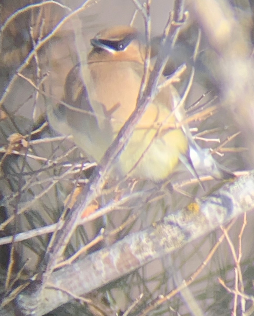 Cedar Waxwing - ML308236441