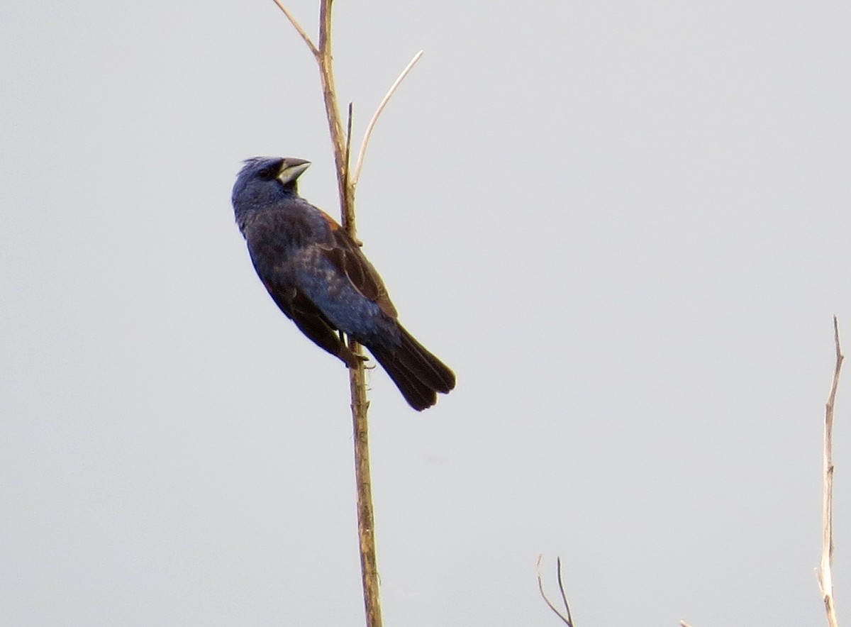 Blue Grosbeak - ML30823821