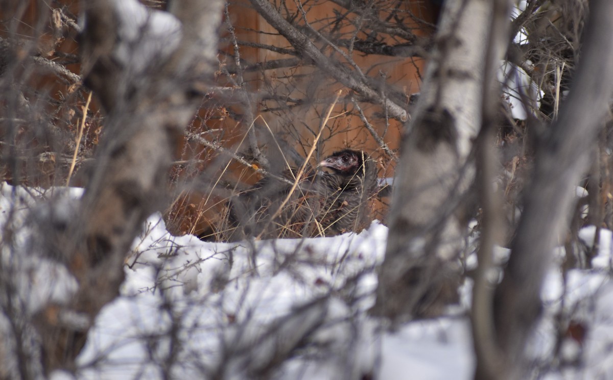 Wild Turkey - ML308239071