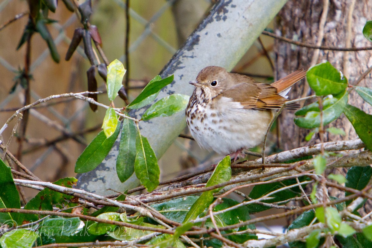 Hermit Thrush - ML308239361