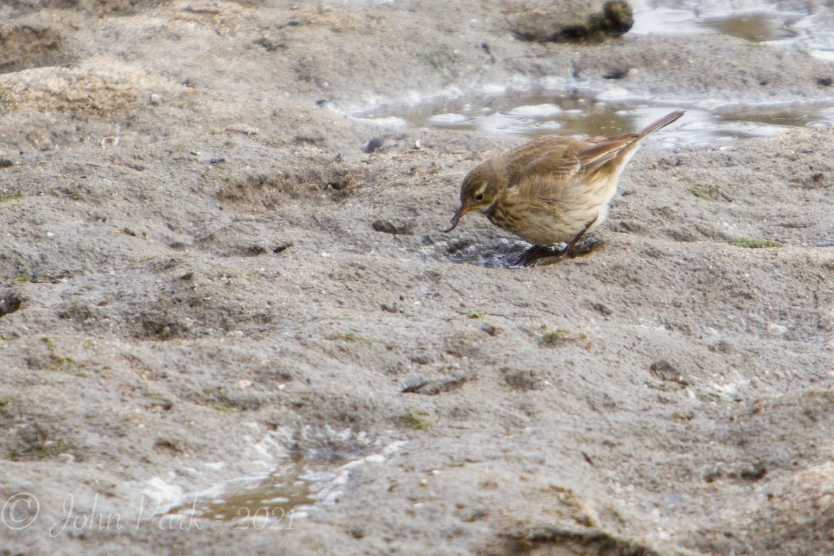 American Pipit - ML308239461