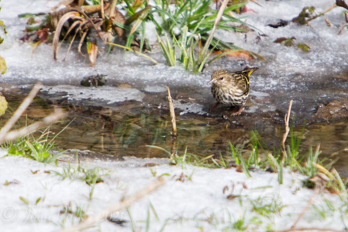 Pine Siskin - ML308240471