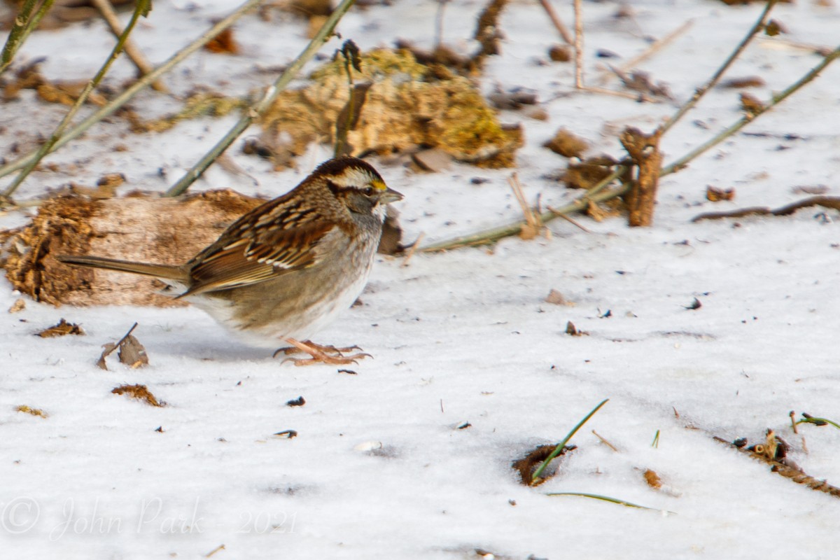 White-throated Sparrow - John Park