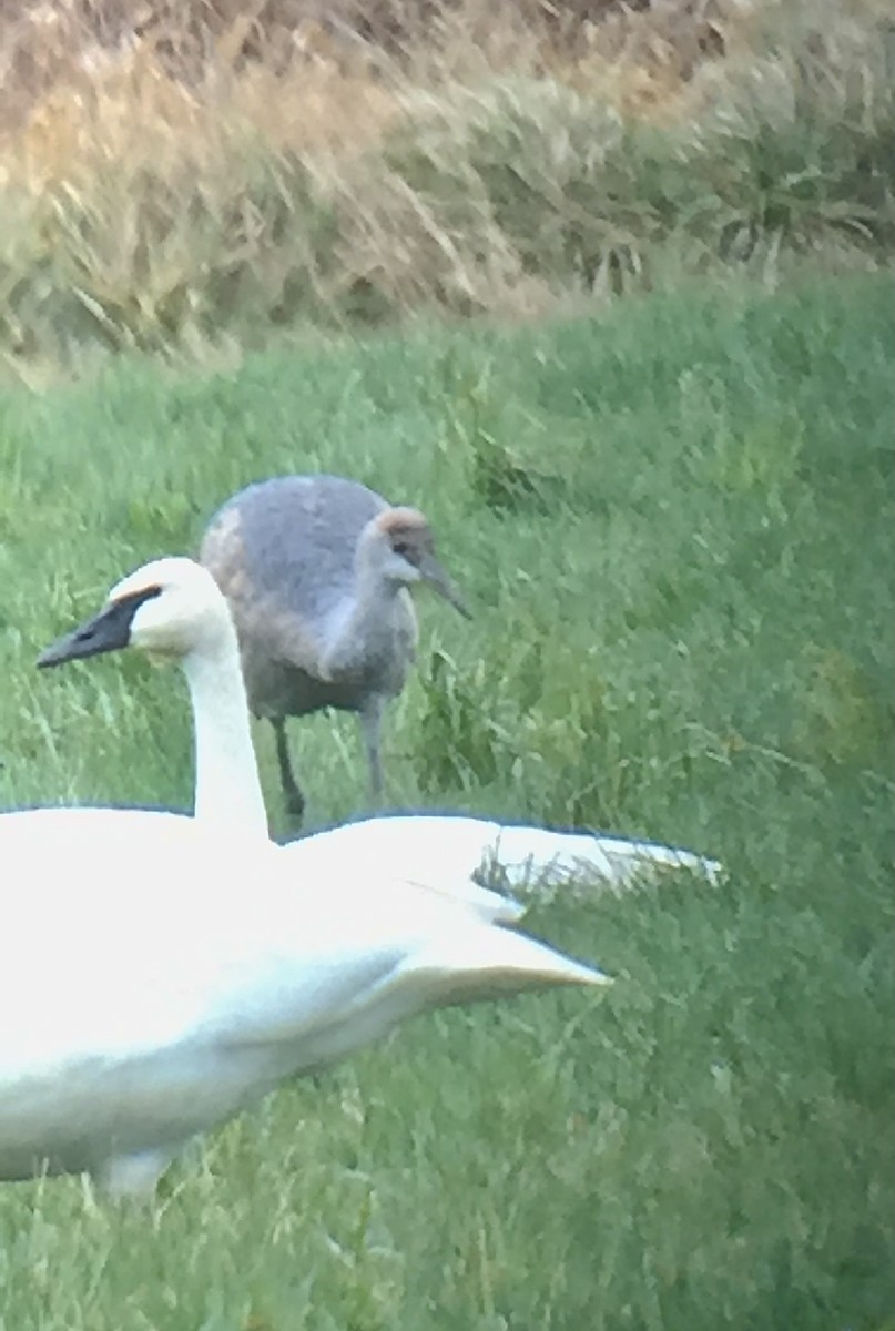 Sandhill Crane - ML308241251