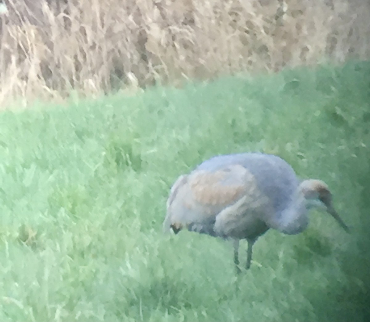 Sandhill Crane - ML308241461