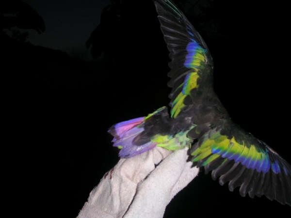 papoušík fialovoocasý - ML30824351